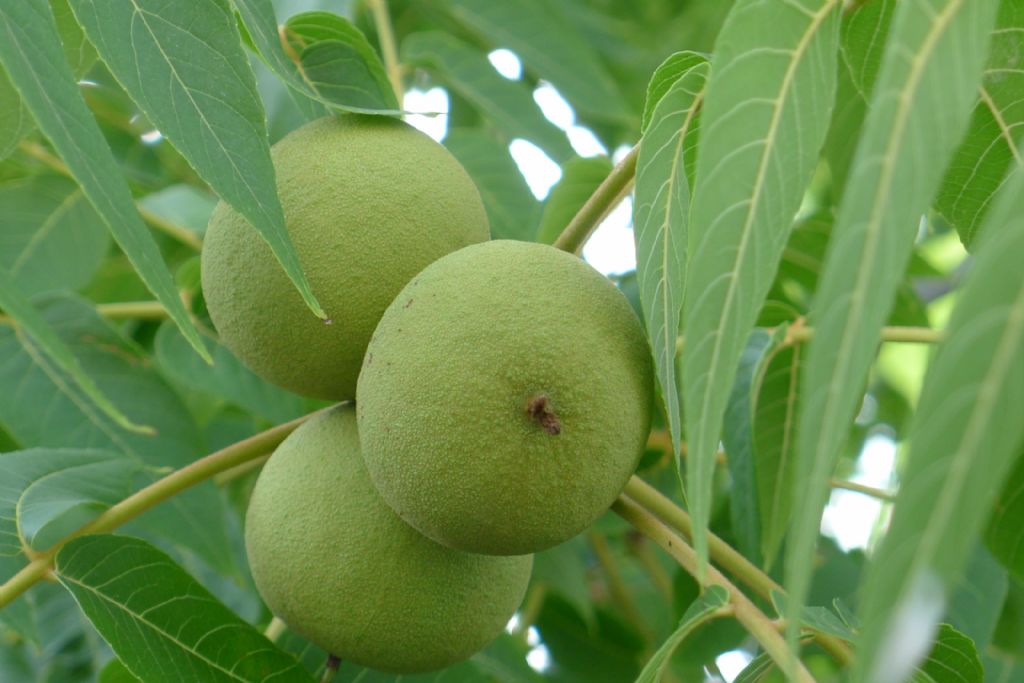 Juglans nigra